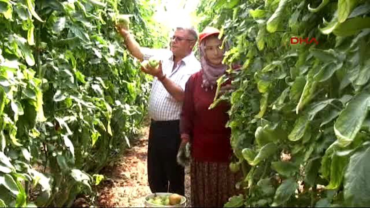 Erdemli Yayla Domatesi Yüz Güldürüyor