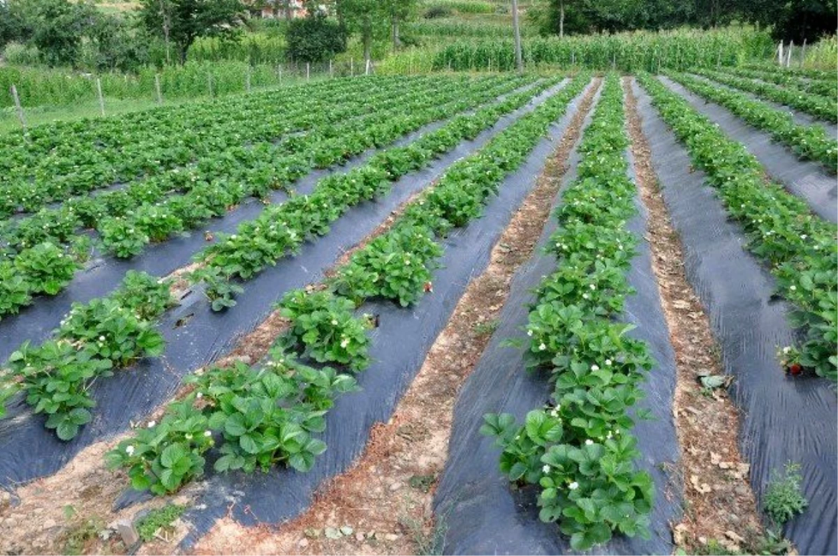 Gümüşhane\'de Çiftçilere Çilek Fidesi Dağıtımı Yapıldı