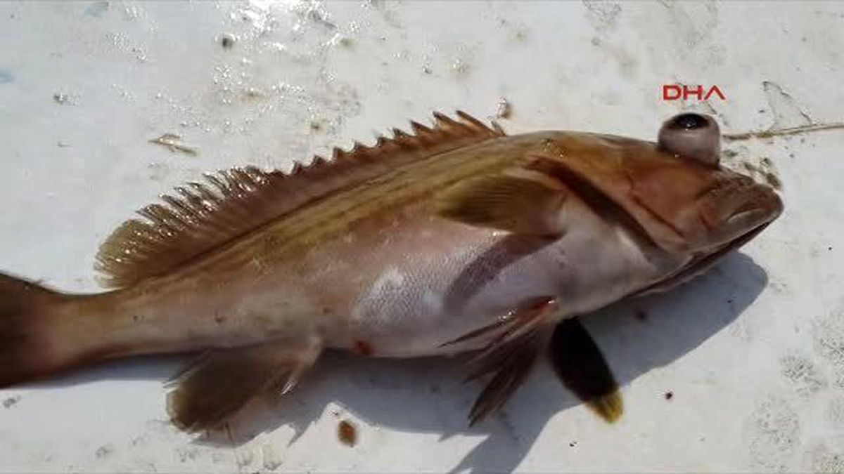 İskenderun Orfoz ve Lagos Tutan, Satan, Alan, Yiyen Yandı