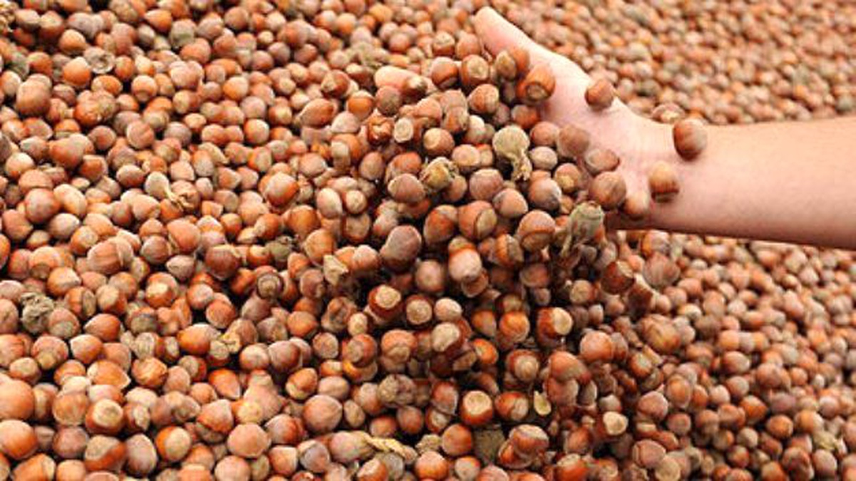 Fındıkta Yeni İhracat Dönemi Başladı
