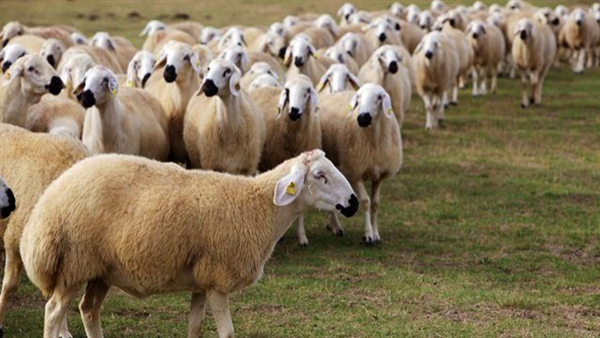 Kurban Bayramı\'nda Sindirim Sisteminize Dikkat Edin!