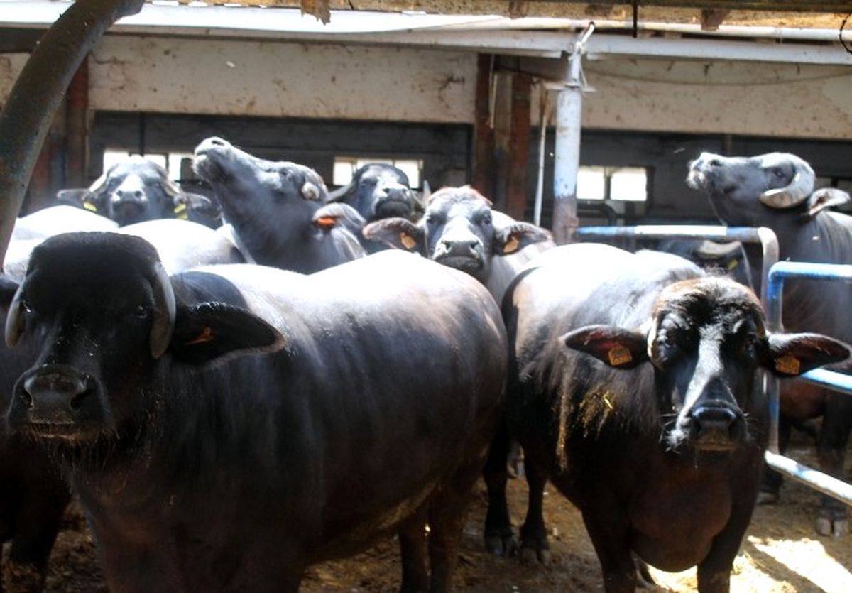 Meşhur İtalyan Peynirleri Bursa\'da Manda Sütünden Üretiliyor