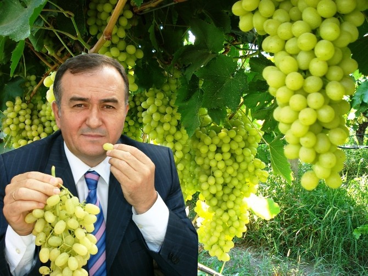 MHP\'li Akçay: "Üzüm Üreticileri Emeğinin Karşılığını Alamıyor"