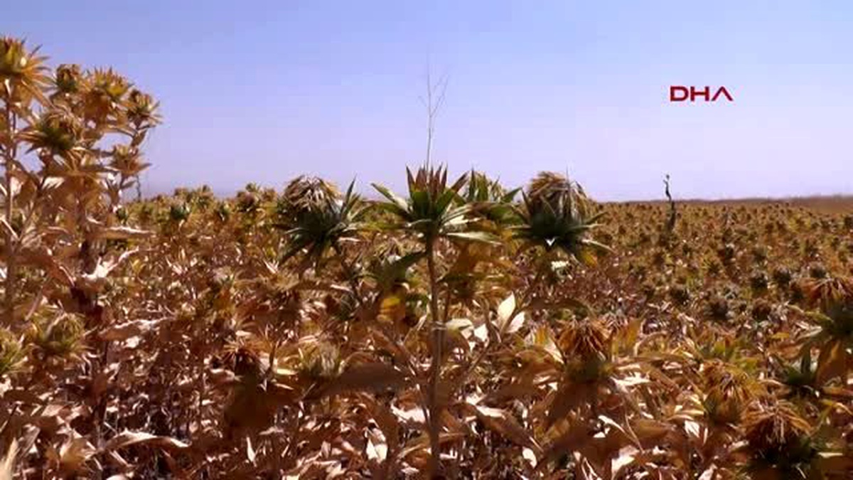 Muş Ovası\'nda Aspir Yetiştiriliyor