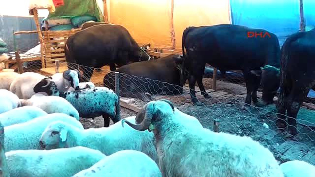 Tokat Kurbanlık Deve \'Aşık\', 10 Bin Liraya Alıcı Bekliyor