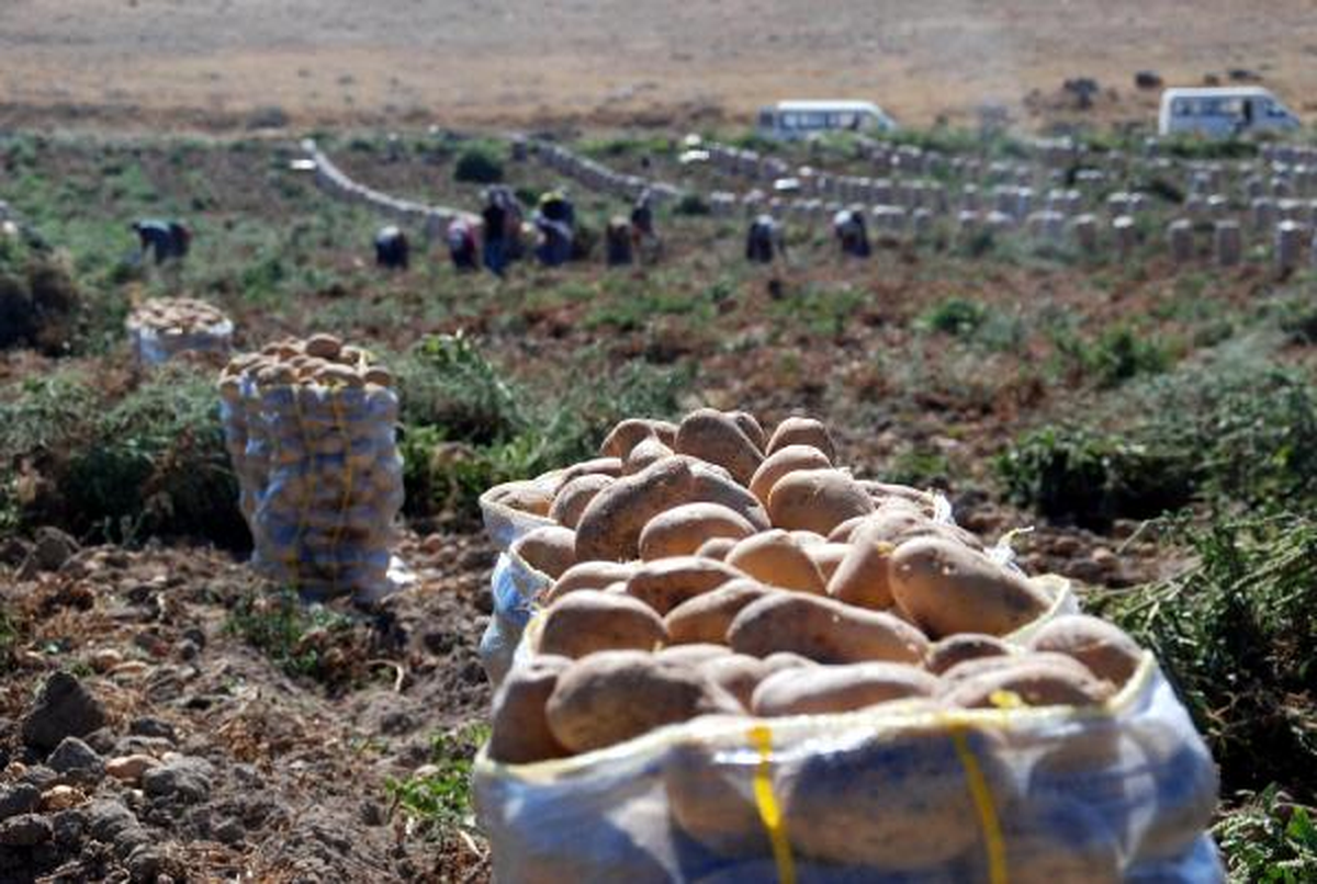 700 Bin Ton Patates Tarlada Kaldı
