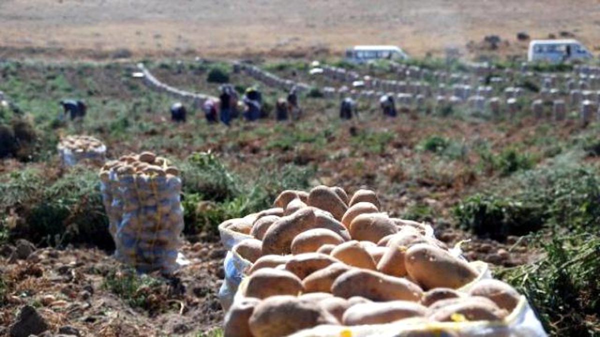 Niğde 700 Bin Ton Patates Tarlada Kaldı
