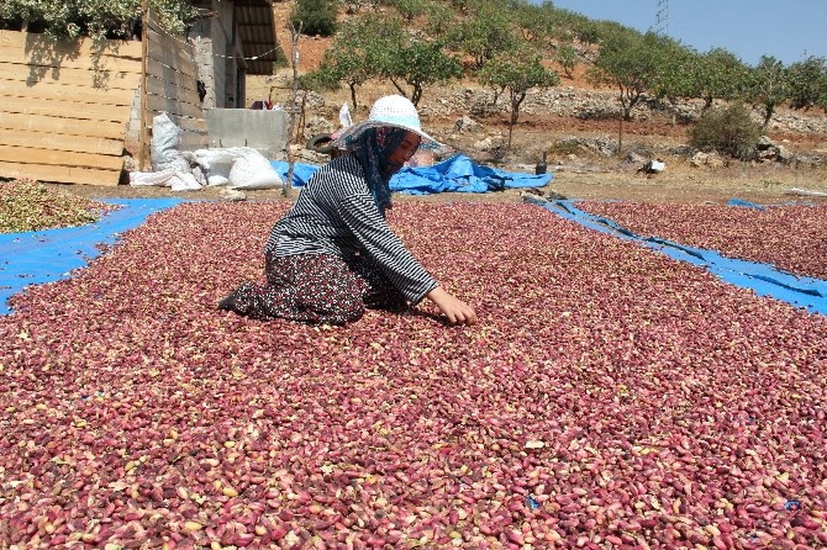 Antep Fıstığı Besni İlçesinin Ekonomide Can Damarı