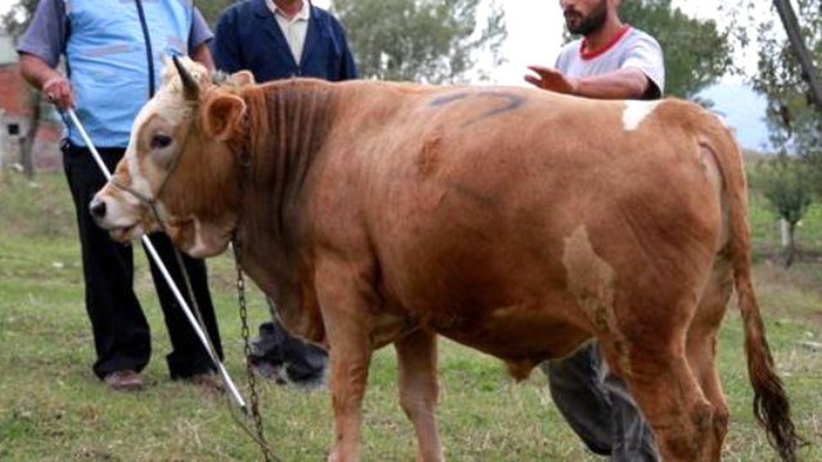 Boğa Yakalama Timi" Kurban Bayramı\'na Hazır