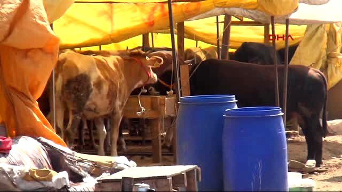 Bursa\'da 1 Tonluk Dadaş\'ın Bakıcısı Çok Alıcısı Yok