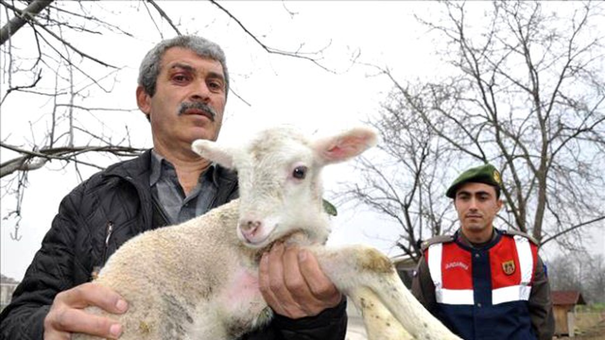 Çalınan Koyunların Sahibinden Jandarmaya Teşekkür