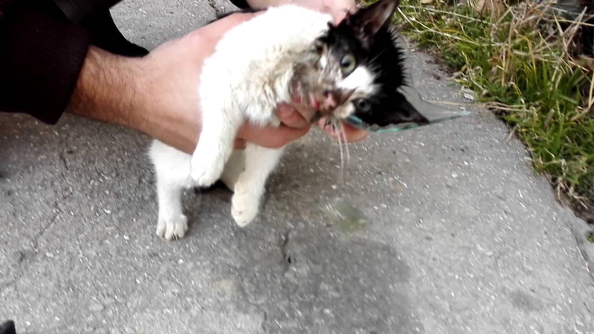 Cam Kavanozun İçinden Kafasını Kurtaran İyi İnsanlar