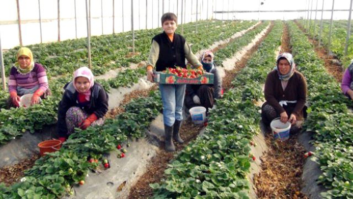 Gümüşhane\'de Üreticilere Frigo Çilek Fidesi Dağıtıldı