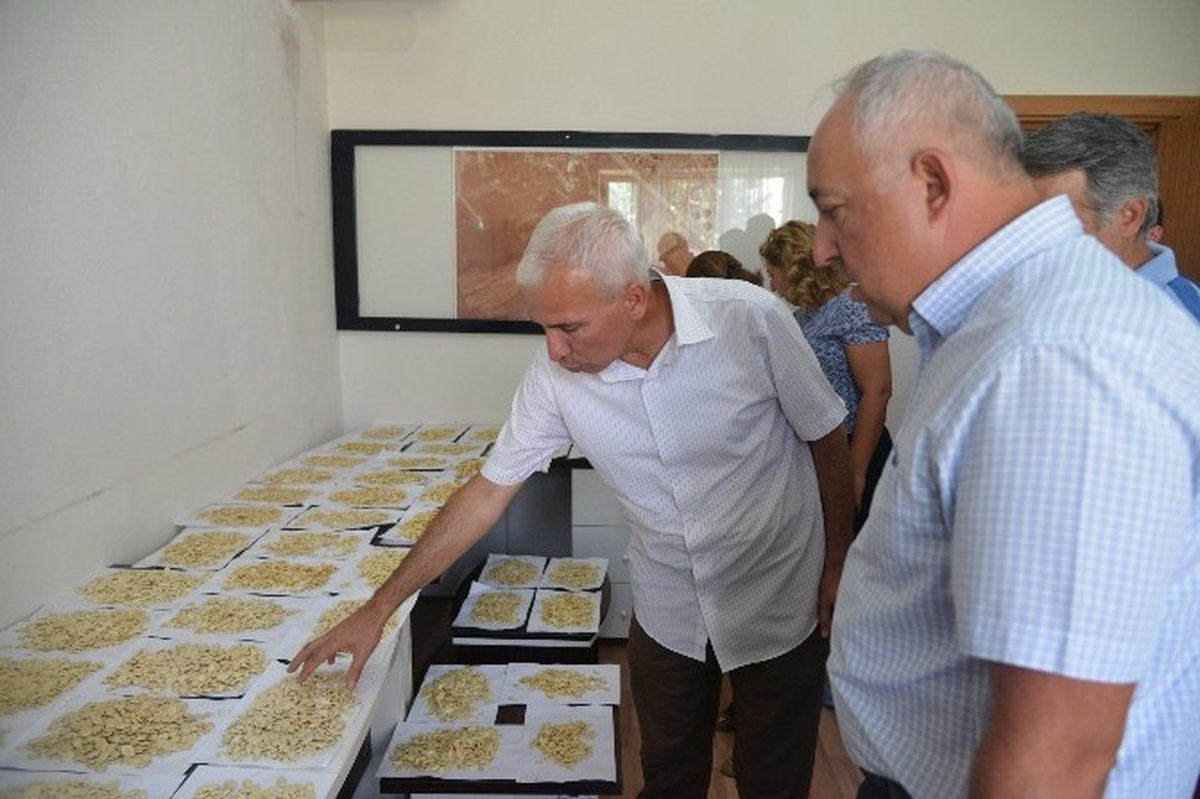Kayseri Şeker\'in Çerezlik Kabak Islahı Projesinde Tohumluk Kabak Çalışmasına Başlandı