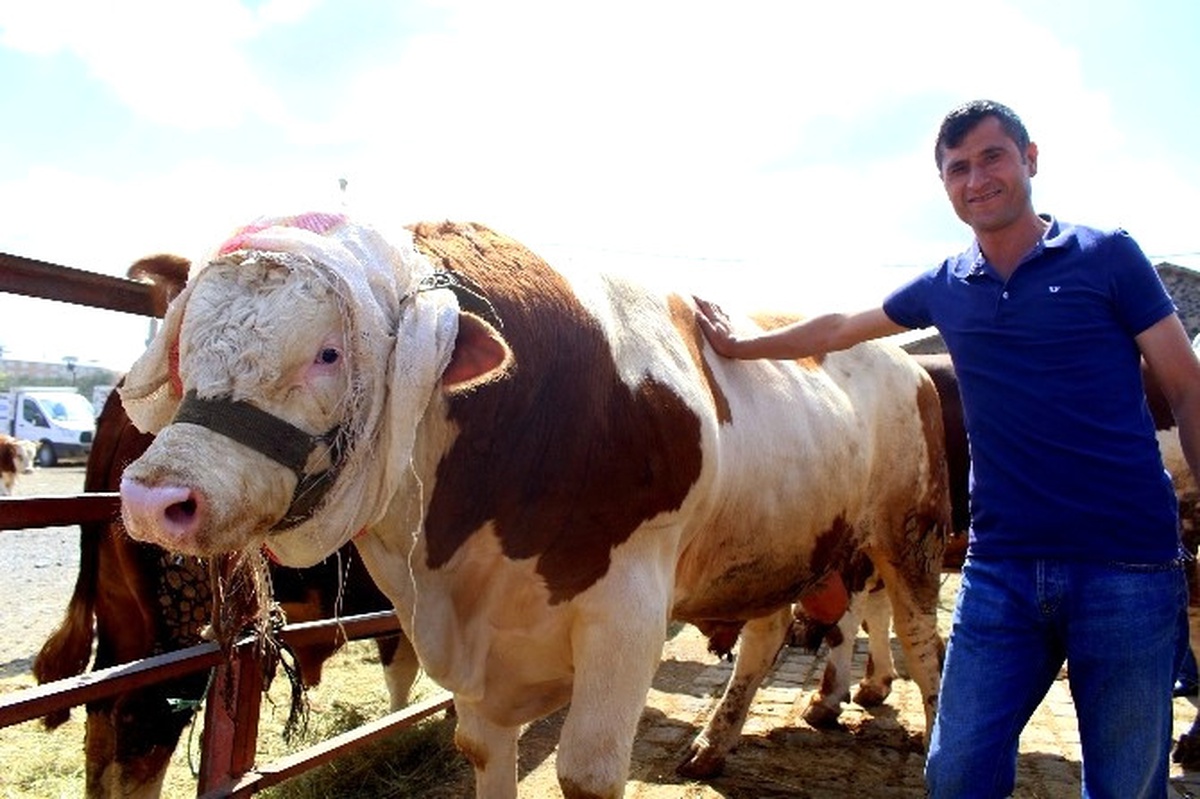 Kurban Pazarının En Büyüğü \'Aslan\'