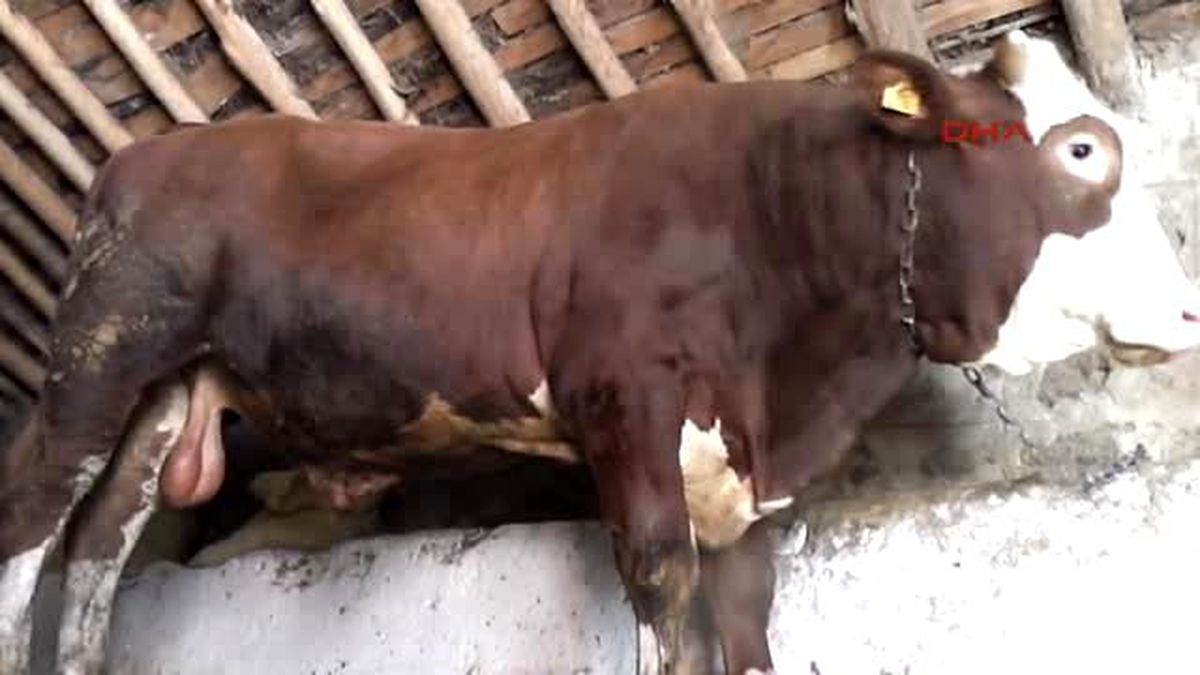 Görülmemiş Kampanya! Boğayı Alana Otomobil Bedava