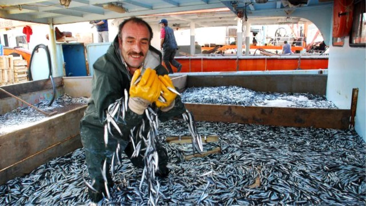 Sinoplu Balıkçılara Hamsi Sürprizi