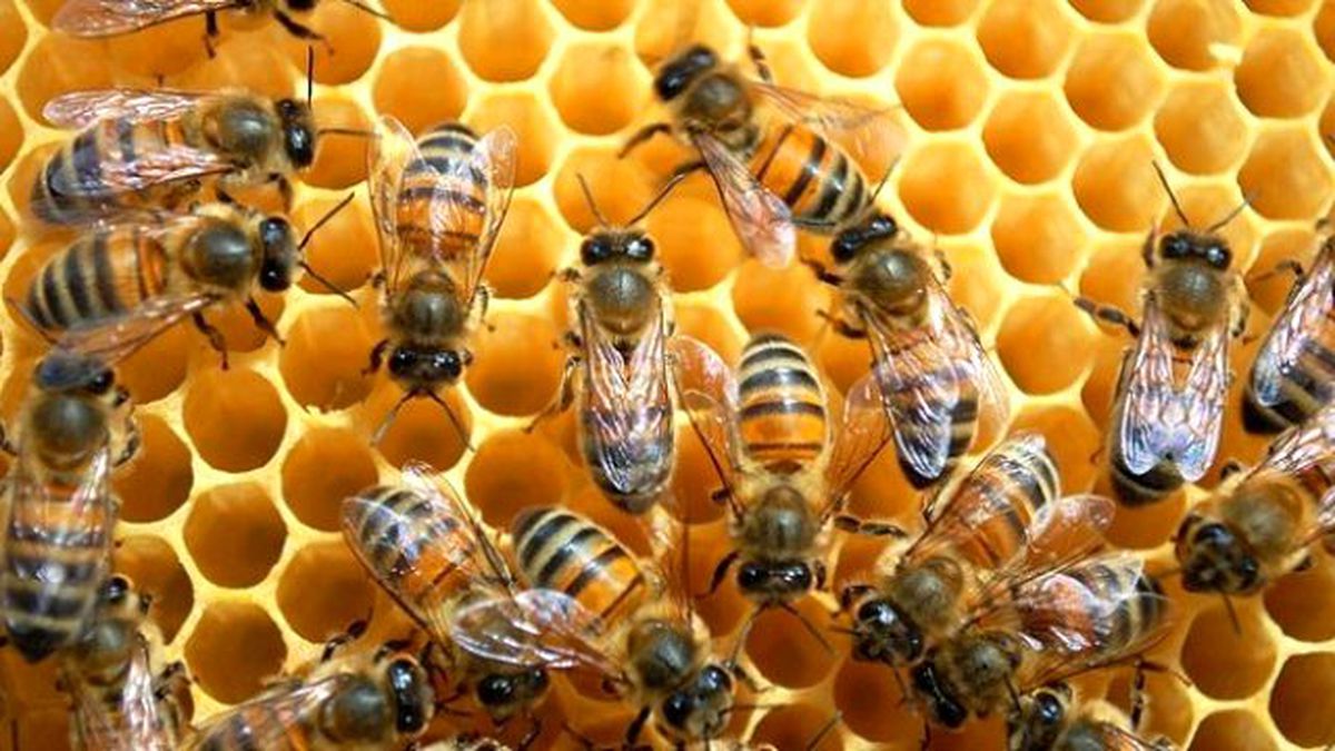 Zika Paniği Nedeniyle Milyonlarca Bal Arısı Öldürüldü