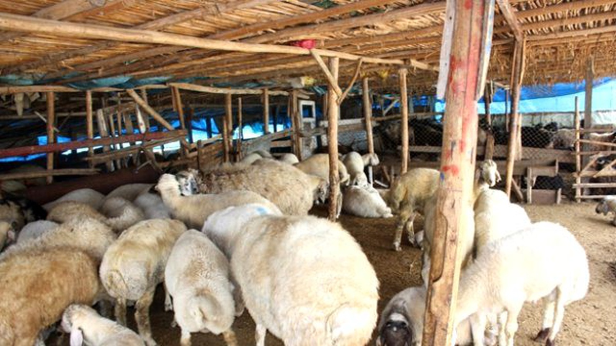 Zonguldak\'ta Kurban Kesim Yerleri ve Ücretleri Belirlendi