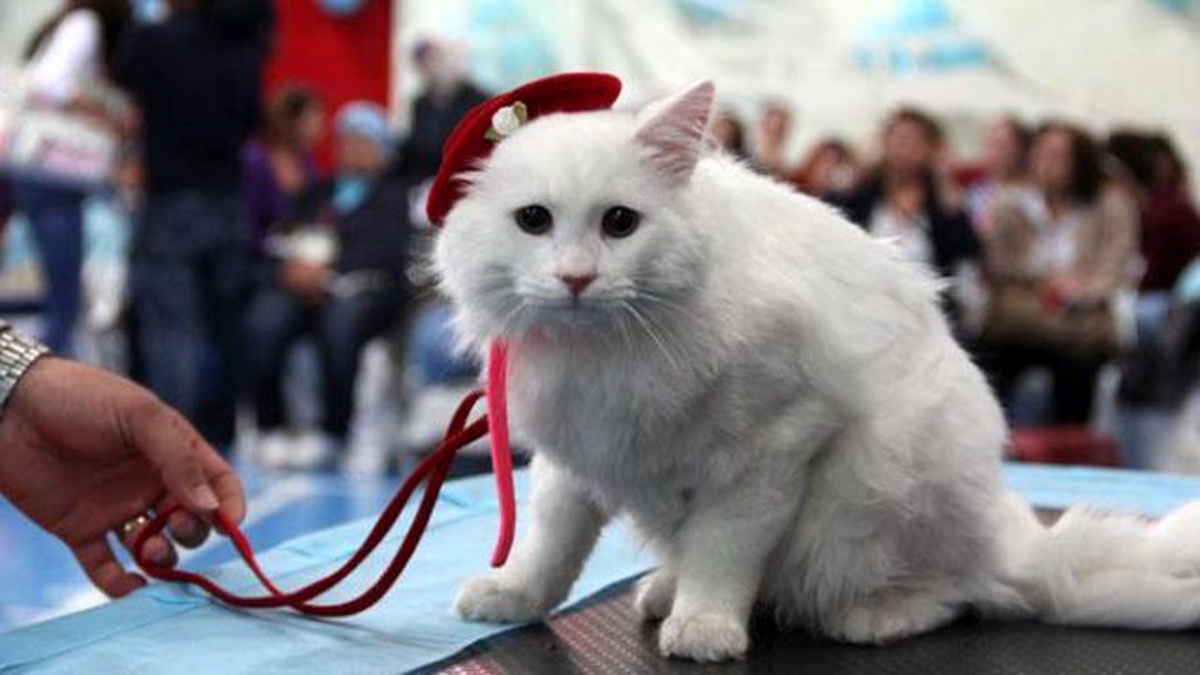 Ankara Kedileri Pazar Günü Podyuma Çıkıyor