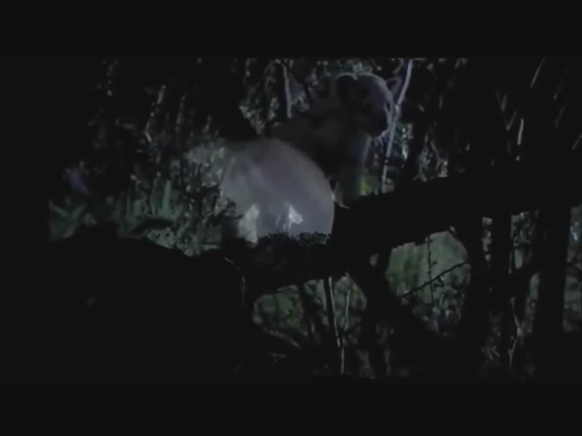 Beyaz Aslan Belgeseli Türkçe Dublaj İzle