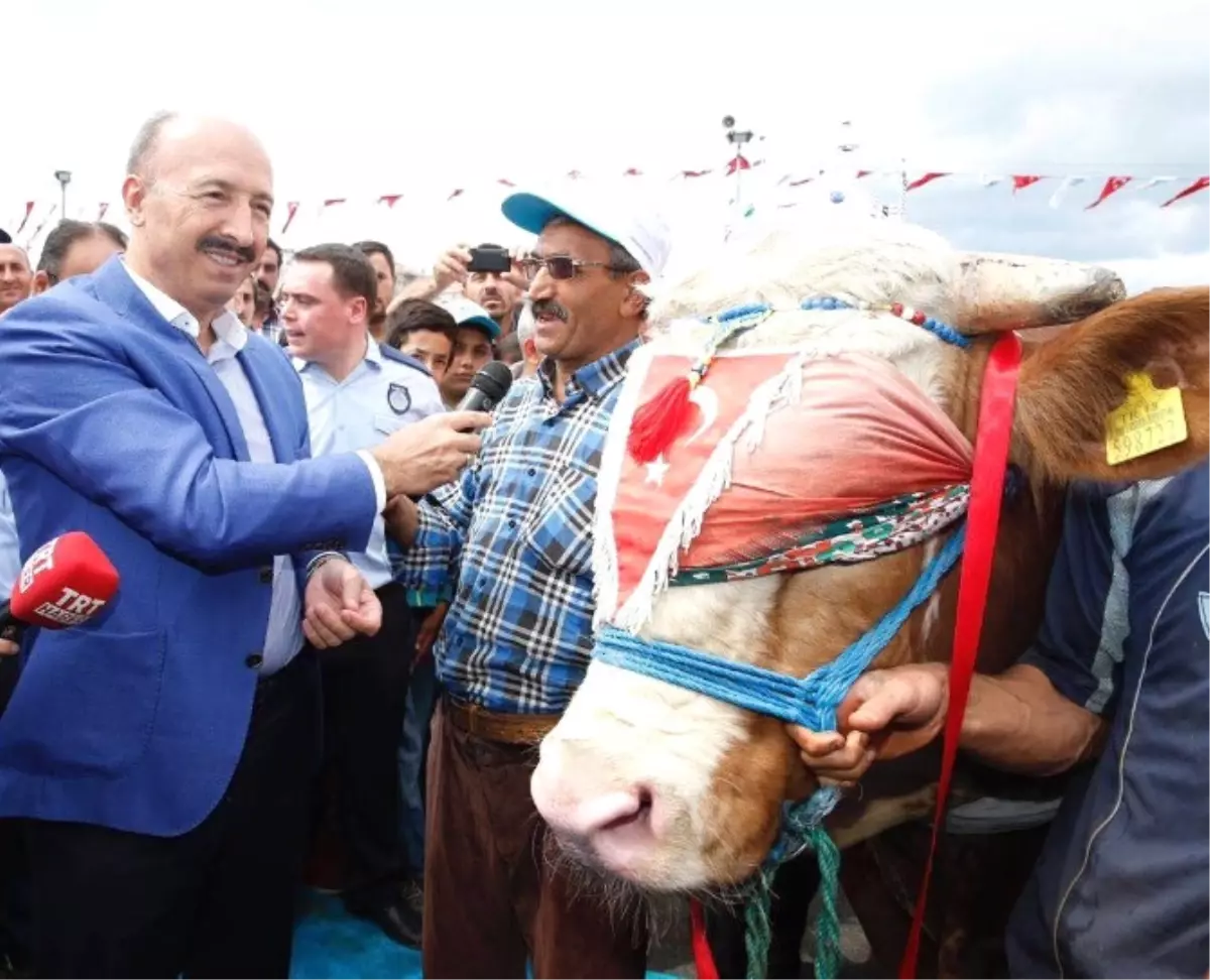 En Güzel Kurbanlıklar Podyumda Yarıştı