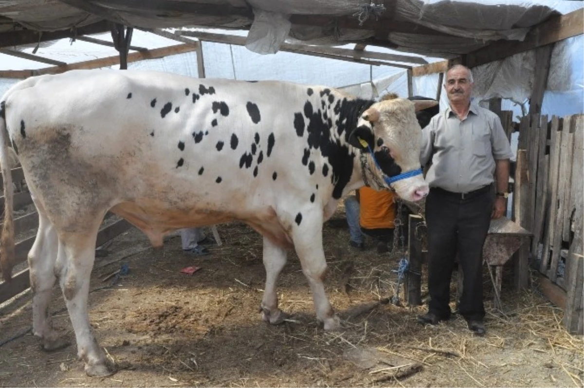 Kurban Pazarının En Büyüğü Haydar