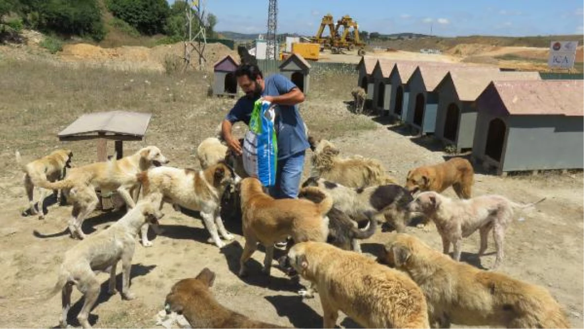 Kurtköy Ormanında 3 Bin Köpek