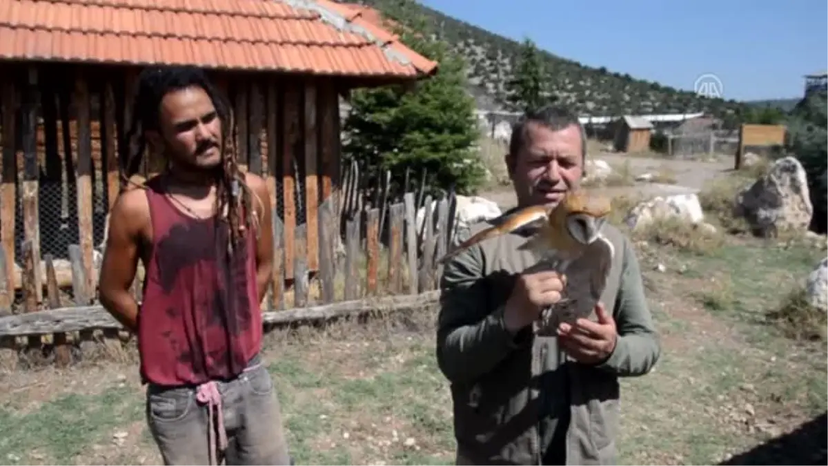 Peçeli Baykuş Burdur'da Tedavi Ediliyor