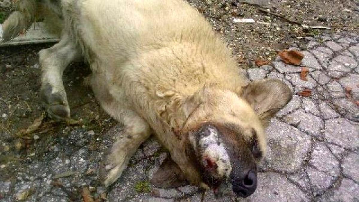 Zehirlenen Köpek Acı İçinde Öldü