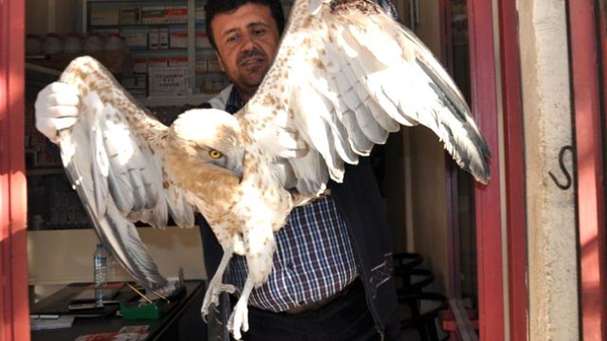 Yaralı Kartal Tedavi Altına Alındı