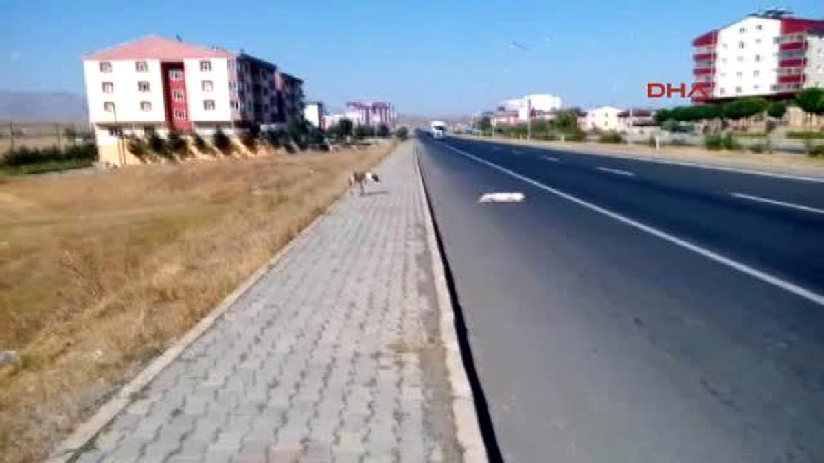 Ağrı Arkadaşının Ölümüne Üzülen Köpek, Başından Ayrılmadı