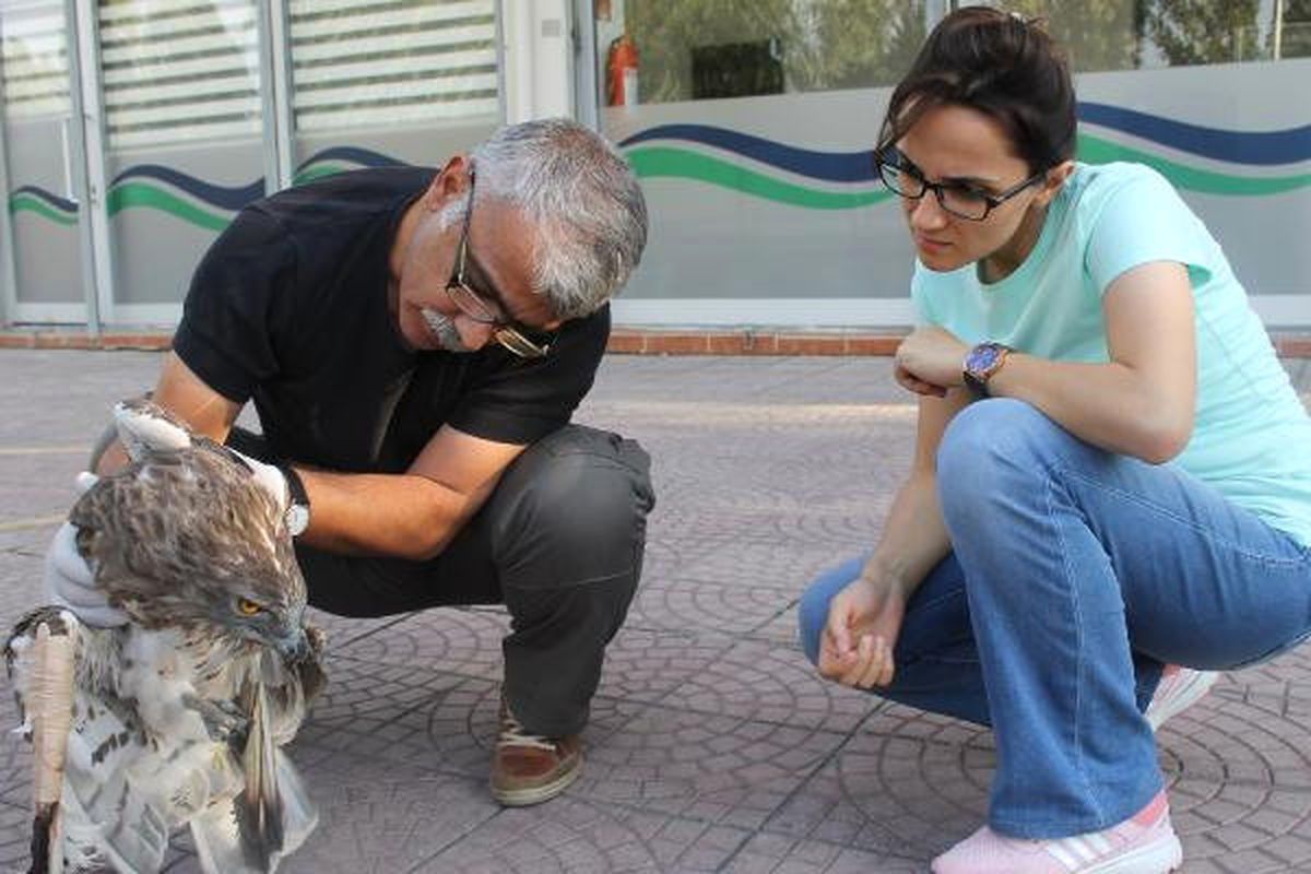 Akıma Kapılan Yılan Kartalı Tedavi Altına Alındı