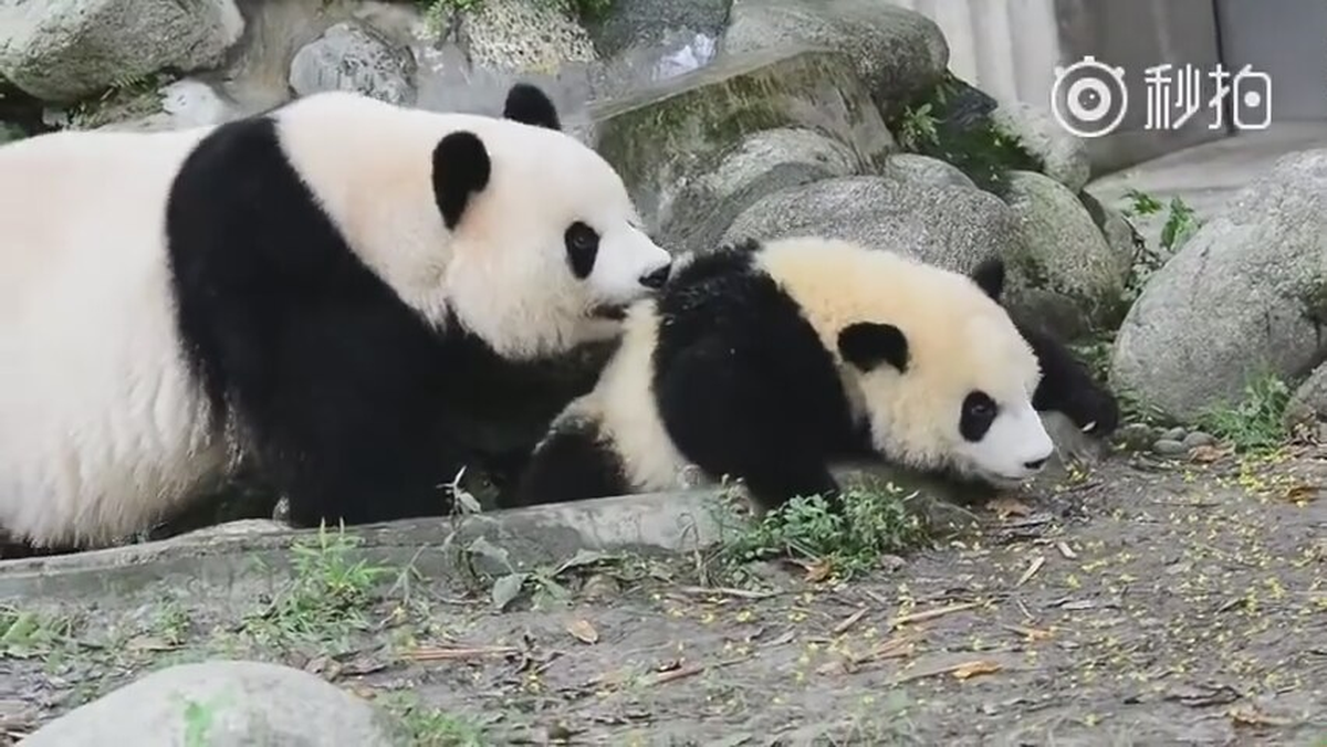 Annesinin Banyo Israrlarından Kaçmaya Çalışan Yavru Panda