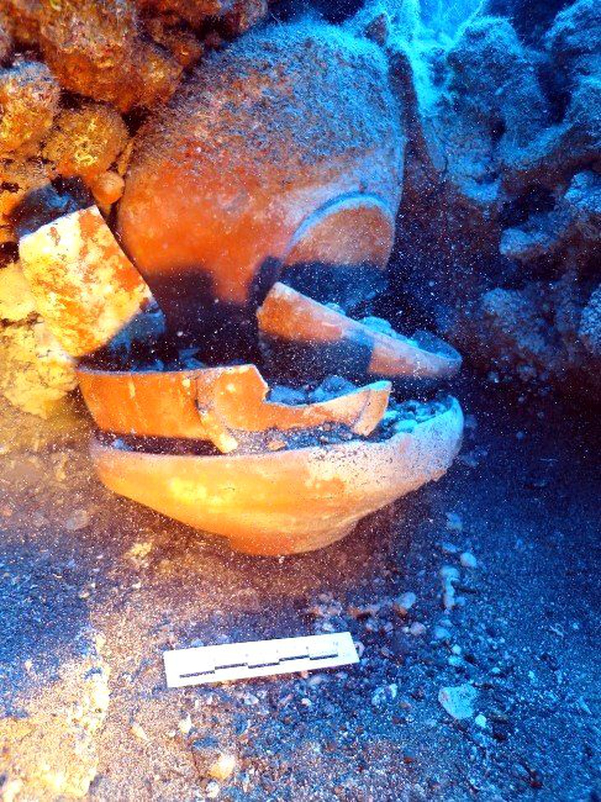 Dünyanın En Zengin Tabak Batığı Akdeniz\'de Bulundu