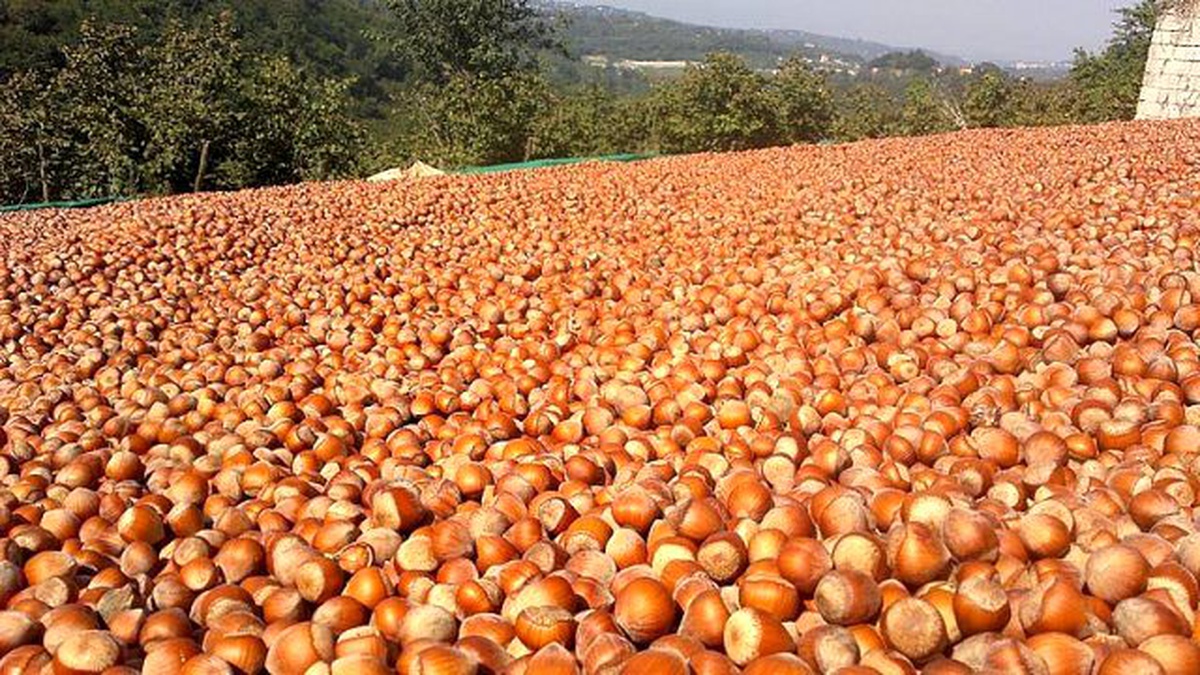 Giresun Ziraat Odası Başkanı Karan Açıklaması