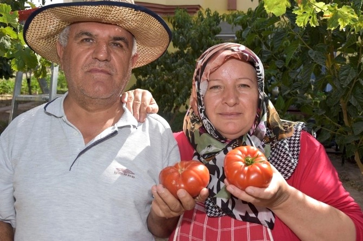 Kocasinan Belediyesi\'nin Dağıttığı Fideler Ürün Verdi