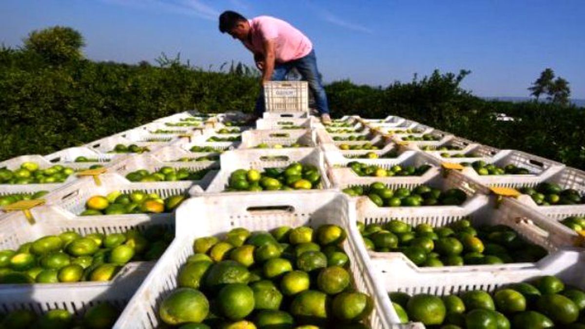 Mandalinada İlk Hasat Yapıldı