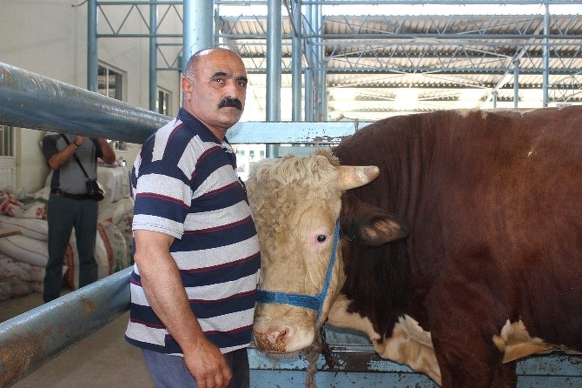 Otomobil Fiyatına Kurbanlık