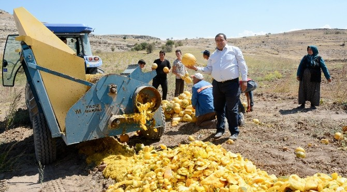 Aksaray\'da Çerezlik Kabak Çekirdeği Hasadı Başladı