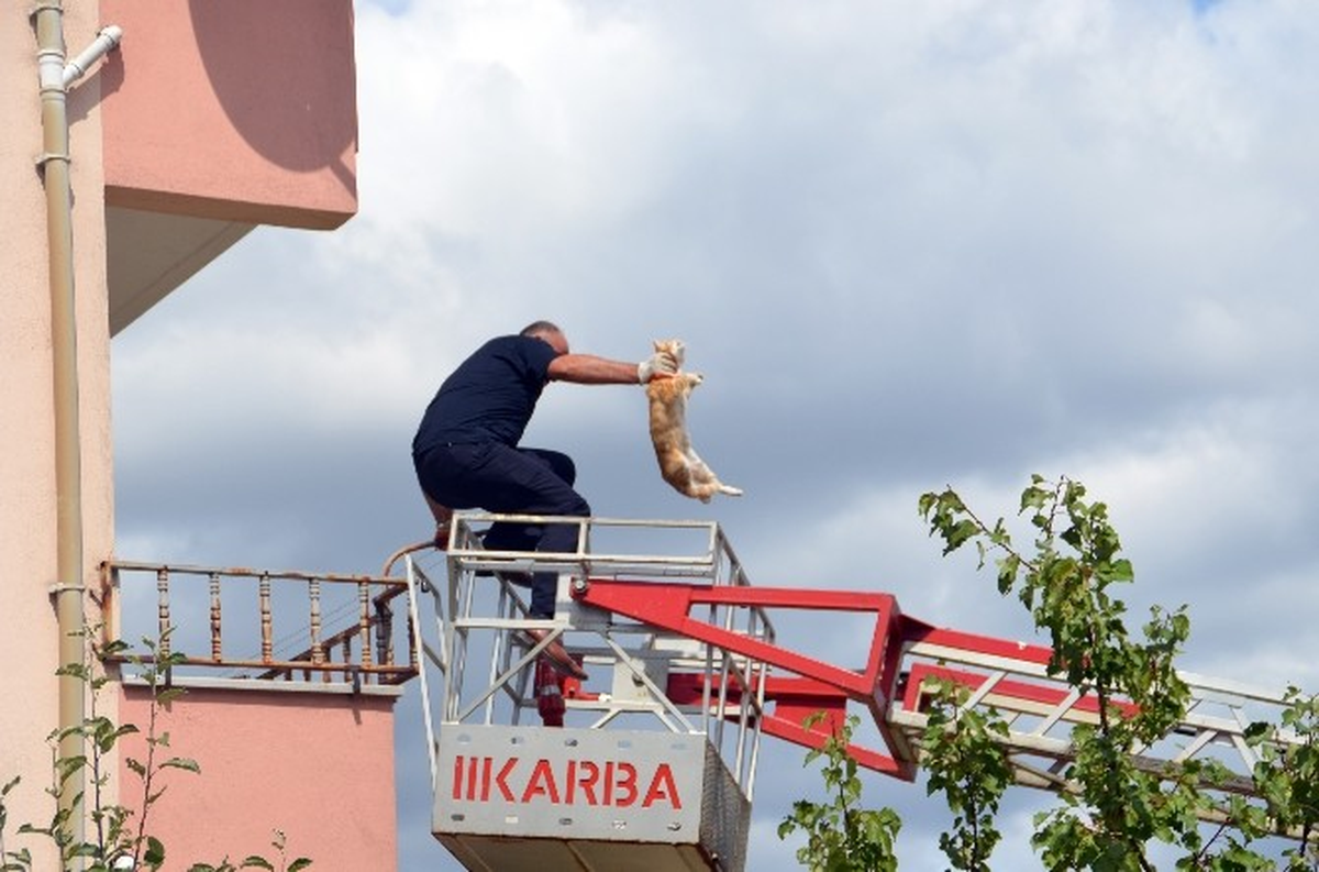Mahsur Kalan Kedi İtfaiye Operasyonuyla Kurtarıldı