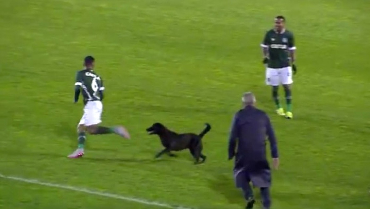Sahaya Giren Köpek Futbolcuları Kovaladı!