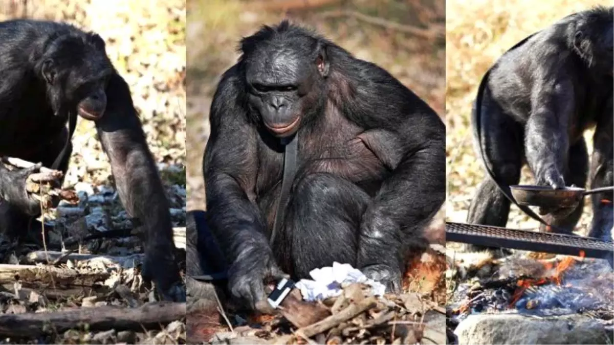 Yemek Yapan ve Söyleneni Anlayan Maymun Evrimin İşareti Olabilir Mi?