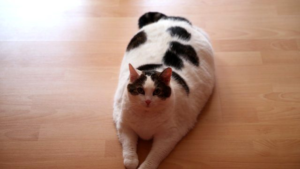 11 Kiloluk Kedi Diyetle Zayıflayacak