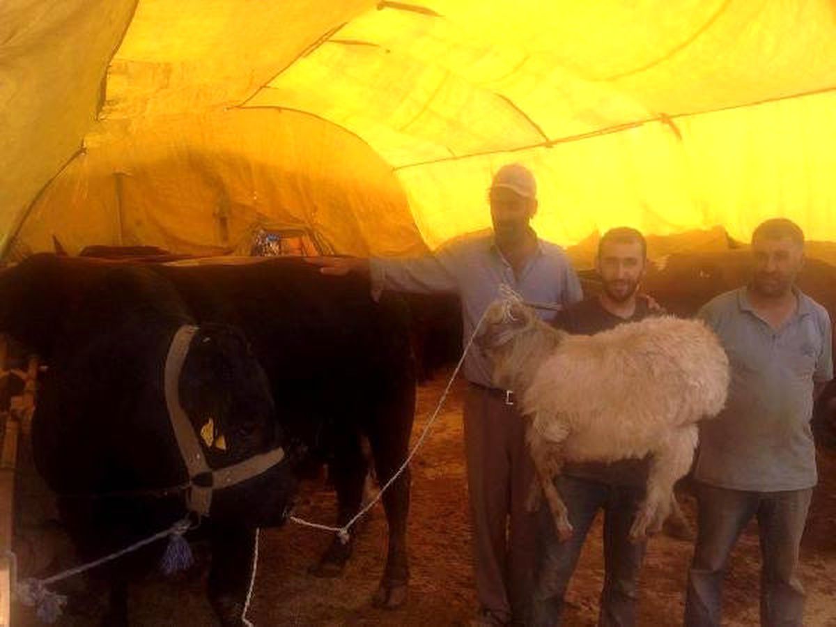 17 Bin TL'lik Boğayı Alana Keçi Bedava