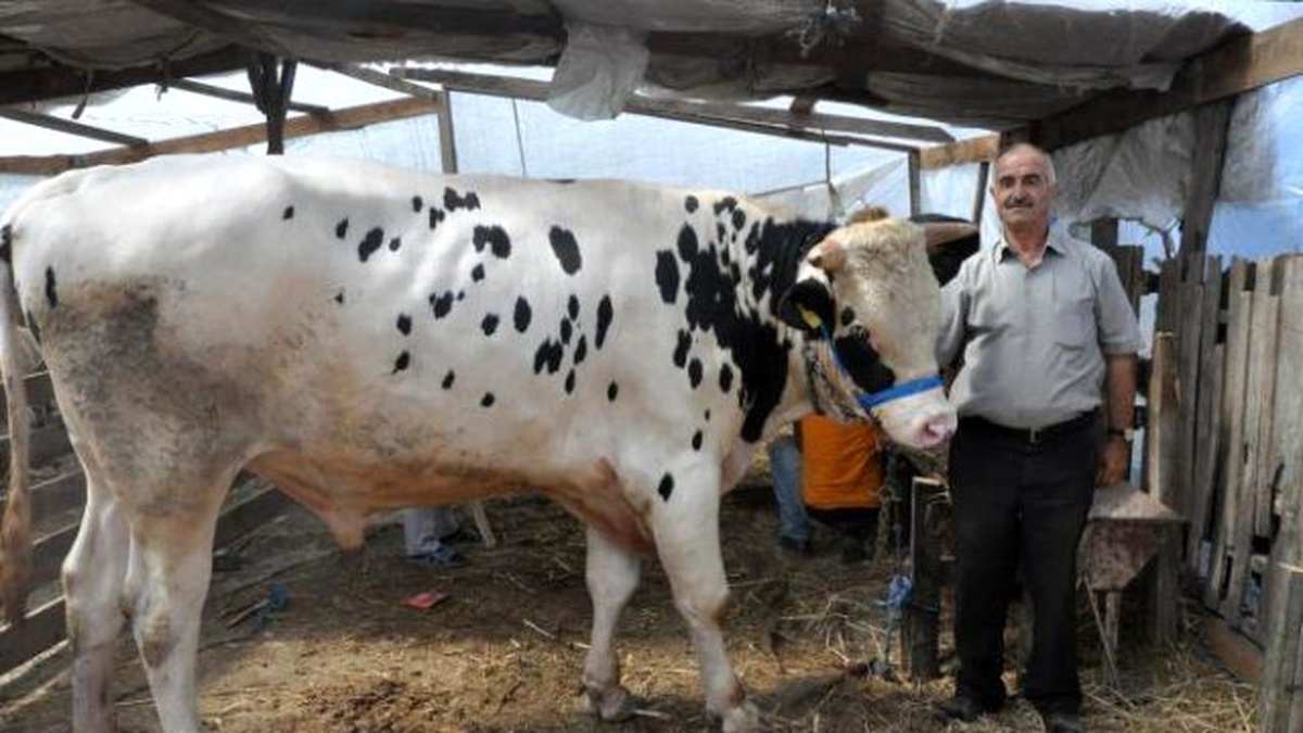 25 Bin Liralık Kurbanlık "Haydar"I Alana Tosun Hediye