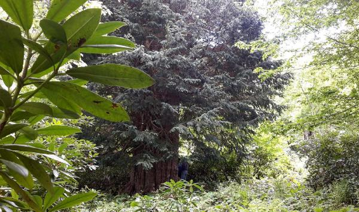 4 Bin 112 Yaşındaki Porsuk Ağacı Tabiat Anıtı İlan Edildi