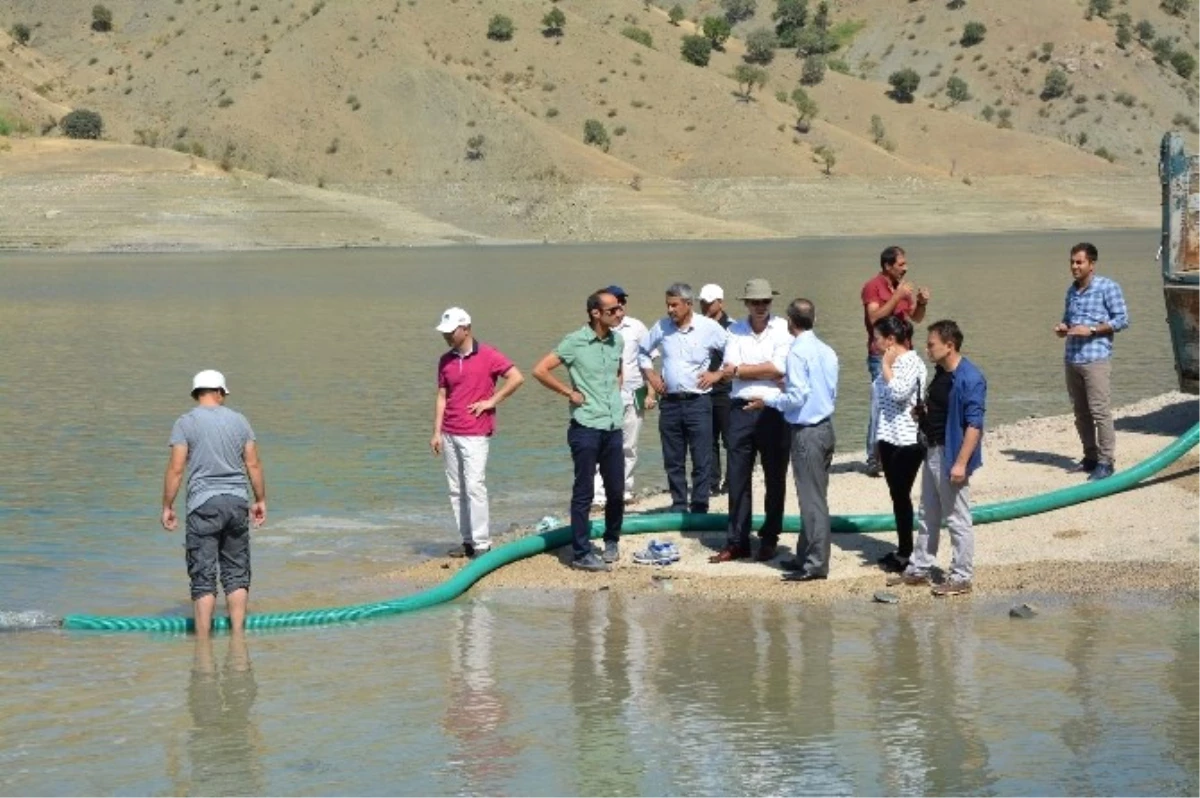 Alkumru Barajı\'na 500 Bin Pullu Sazan Yavrusu Bırakıldı