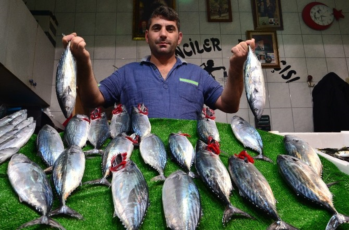 Av Yasağı Kalktı, Hamsi ve Palamut Tezgahtaki Yerini Aldı