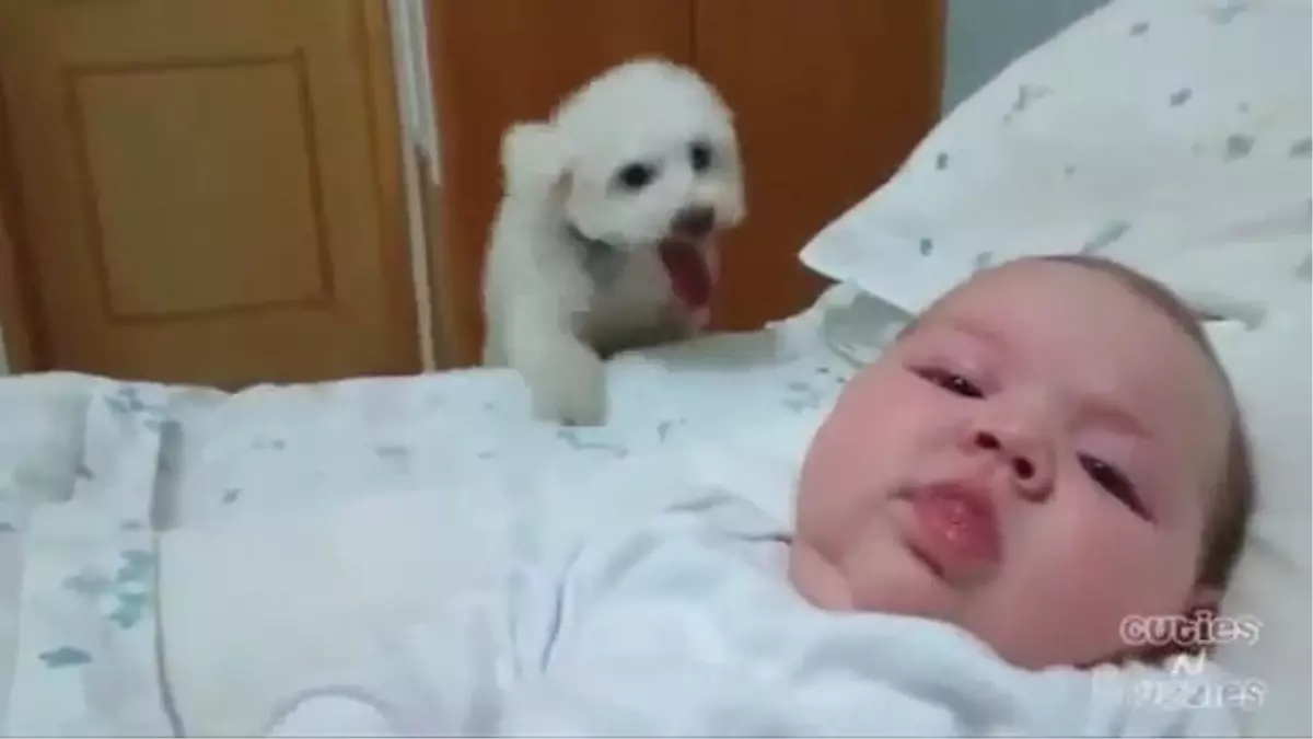 Bebekle Bebek Olan Dünyanın En Şirin Köpeği
